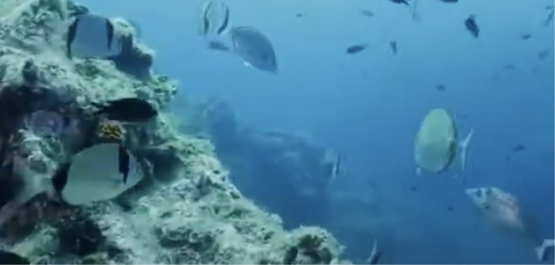 Proyecto empordà mar de Espinaler – Allí donde nos lleve el mar (La San José)